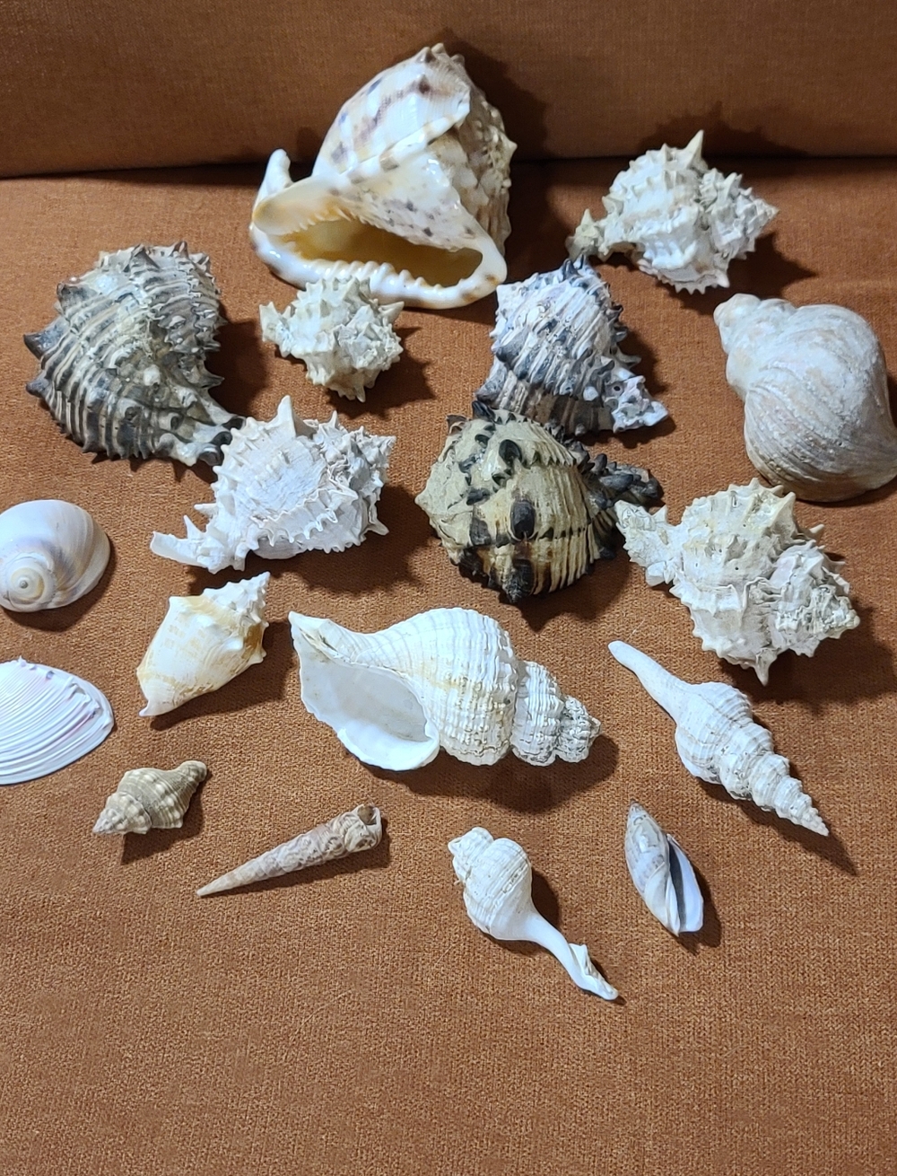 Mixed Natural Sea Shell Lot With Large Cassius Cornuta, Hexaplex Radix Murex